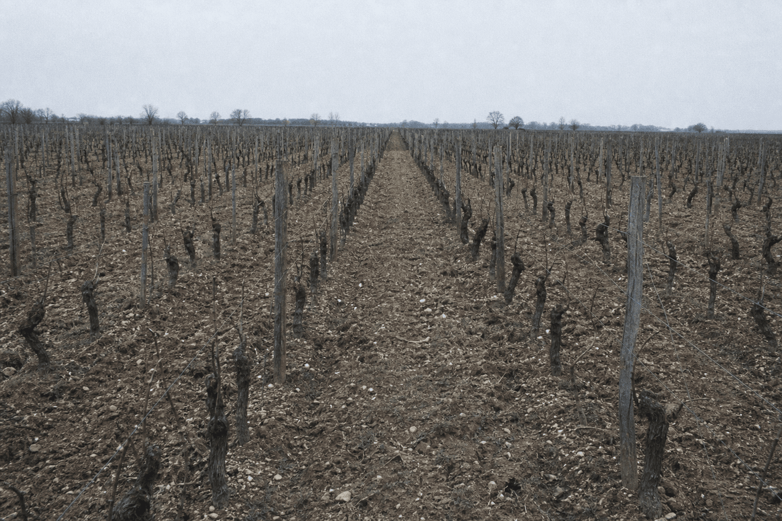 Rangs de vigne taillés en hiver, sol argilo-calcaire, ciel couvert.